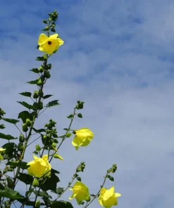 Tropical Seeds Hibiscus Yellow Kenaf Flower Seeds 10 Seeds Rare