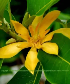 Tropical Seeds Joy Perfume Tree 5 Rare Seeds Container Gardening