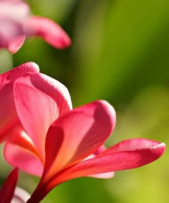 Tropical Seeds Plumeria Rubra 10 Seeds Red Frangipani Hardy Tropical Plant