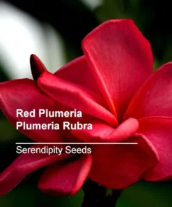 Tropical Seeds Plumeria Rubra 10 Seeds Red Frangipani Hardy Tropical Plant