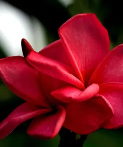 Tropical Seeds Plumeria Rubra 10 Seeds Red Frangipani Hardy Tropical Plant