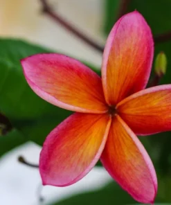 Tropical Seeds Plumeria Rubra 10 Seeds Red Frangipani Hardy Tropical Plant