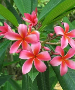 Tropical Seeds Plumeria Rubra 10 Seeds Red Frangipani Hardy Tropical Plant