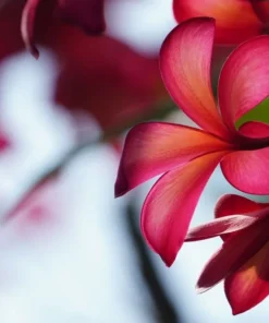 Tropical Seeds Plumeria Rubra 10 Seeds Red Frangipani Hardy Tropical Plant