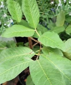 Tropical Seeds Psidium guajava 20 Heirloom Seeds Sweet Pink Fruit