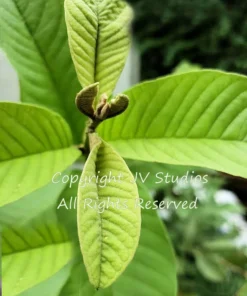 Tropical Seeds Psidium guajava 20 Heirloom Seeds Sweet Pink Fruit