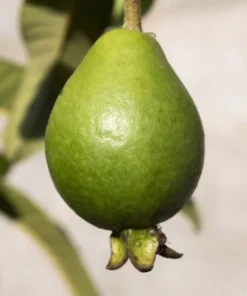 Tropical Seeds Psidium guajava 20 Heirloom Seeds Sweet Pink Fruit