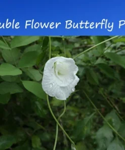 Tropical Seeds Rare Double White Butterfly Pea Seeds 10 Count Clitoria ternatea