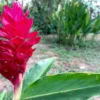 Tropical Seeds Red Flowering Wax Ginger 10 Heirloom Seeds Container Plant