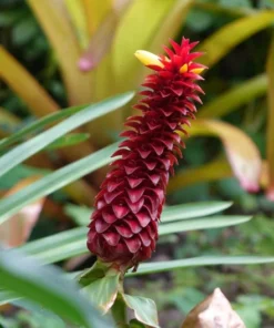 Tropical Seeds Red Flowering Wax Ginger 10 Heirloom Seeds Container Plant