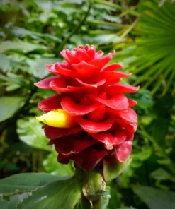 Tropical Seeds Red Flowering Wax Ginger 10 Heirloom Seeds Container Plant
