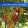 Tropical Seeds Royal Palm Heirloom Seeds 20 Pack Unique Greenery
