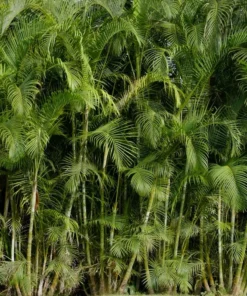 Tropical Seeds Royal Palm Heirloom Seeds 20 Pack Unique Greenery