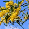 Tropical Seeds Silver Wattle 20 Seeds Acacia dealbata Fast Growing Tree