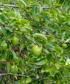 Tropical Seeds - Sweetsop Heirloom Seeds 5 Pack - Annona squamosa - Non-GMO