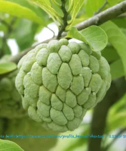 Tropical Seeds - Sweetsop Heirloom Seeds 5 Pack - Annona squamosa - Non-GMO