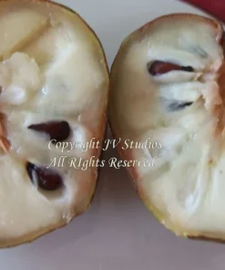 Tropical Seeds - Sweetsop Heirloom Seeds 5 Pack - Annona squamosa - Non-GMO