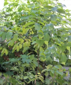 Tropical Seeds - Sweetsop Heirloom Seeds 5 Pack - Annona squamosa - Non-GMO