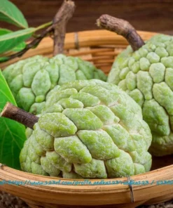 Tropical Seeds - Sweetsop Heirloom Seeds 5 Pack - Annona squamosa - Non-GMO