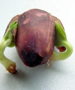 Tropical Seeds White Teak Tree 10 Seeds Gmelina arborea Yellow Flowers