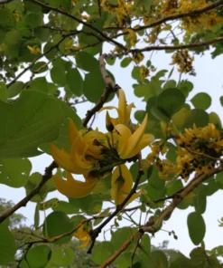 Tropical Seeds White Teak Tree 10 Seeds Gmelina arborea Yellow Flowers