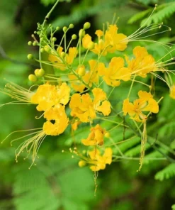 Tropical Seeds Yellow Peacock Flower 10 Seeds Container Deck Gardens