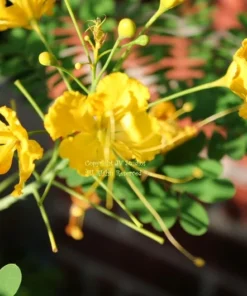 Tropical Seeds Yellow Peacock Flower 10 Seeds Container Deck Gardens