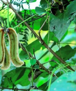 Tropical Velvet Bean Seeds - Mucuna Pruriens - 20 Black Seeds - Ornamental Tropical Vine