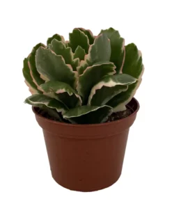 Fire Rainbow Kalanchoe Succulent - Variegated Foliage - 2.5 Inch Pot - Indoor House Plant