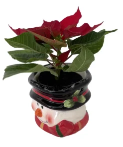 Jolly Snowman Ceramic Planter - Live Poinsettia Plant - Holiday Gift - 3x3" Pot