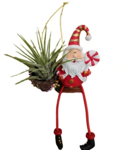 Living Christmas Ornament with Air Plant - Santa Claus Design - Tillandsia - 3" Tall