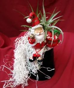 Living Christmas Ornament with Air Plant - Santa Claus Design - Tillandsia - 3