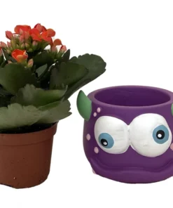 Mini Monster Ceramic Planter with Live Kalanchoe Succulent – 3-Inch Decorative Pot