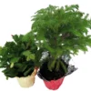 Norfolk Island Pine & Christmas Cactus Duo – 4" Pots – Holiday Gift Plants