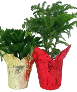 Norfolk Island Pine & Christmas Cactus Duo – 4
