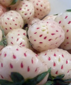 White Carolina Pineberry Plants 10 Roots Bare Root Pineapple Strawberry Alpine for Indoor or Outdoor Growing