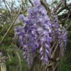 1 9-11 in Chinese Wisteria Vine 2.5 inch Pot