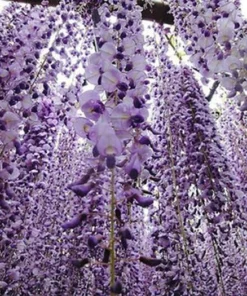 1 9-11 in Chinese Wisteria Vine 2.5 inch Pot