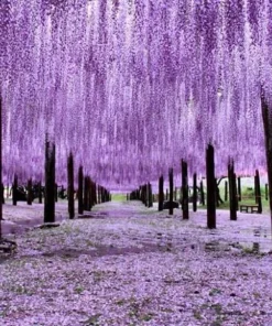 1 9-11 in Chinese Wisteria Vine 2.5 inch Pot