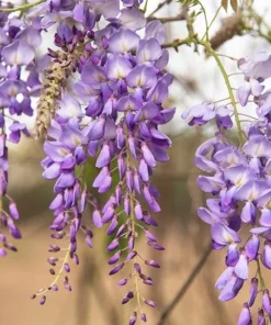 1 9-11 in Chinese Wisteria Vine 2.5 inch Pot