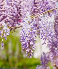 1 9-11 in Chinese Wisteria Vine 2.5 inch Pot