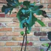 1 Brown Turkey Fig Tree in a 2.5 inch pot