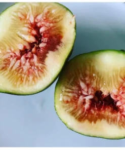 1 Brown Turkey Fig Tree in a 2.5 inch pot