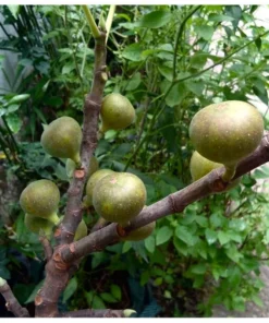 1 Brown Turkey Fig Tree in a 2.5 inch pot