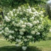 1 Japanese Snowball (Viburnum plicatum) in a 2.5 inch container