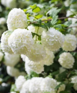 1 Japanese Snowball (Viburnum plicatum) in a 2.5 inch container