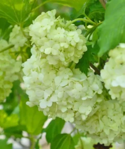 1 Japanese Snowball (Viburnum plicatum) in a 2.5 inch container