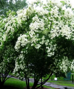 1 Kousa Dogwood Tree in a Quart Container(1-2ft)