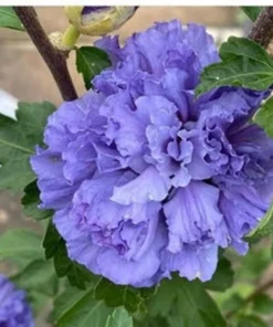 1 Purple Althea in a Quart Container(12-18in)