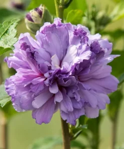 1 Purple Althea in a Quart Container(12-18in)